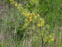 Ribes aureum Terekudden, Bunkeflo strandängar, Malmö, Skåne, Sweden 20170507_0009