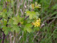 Ribes aureum Terekudden, Bunkeflo strandängar, Malmö, Skåne, Sweden 20170507_0010