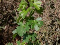 Ribes aureum Utkast SO Stångby, Lund, Skåne, Sweden 20220919_0013