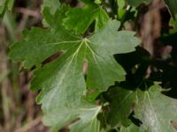 Ribes aureum Utkast SO Stångby, Lund, Skåne, Sweden 20220919_0014