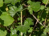 Ribes divaricatum Sörbyvägen, Norrköping, Östergötland, Sweden 20200816_0019