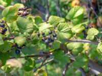 Ribes nigrum Bäckaforsvägen, Klagshamn, Malmö, Skåne, Sweden 20180908_0003