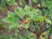 Ribes rubrum Augustas torp, 1.3 km NW Änglarp, Hässleholm, Skåne, Sweden 20180711_0262