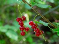 Ribes rubrum Eket, Toarp, Malmö, Skåne, Sweden 20240708_0049