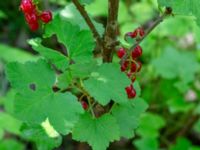 Ribes rubrum Eket, Toarp, Malmö, Skåne, Sweden 20240708_0050