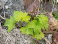 Ribes rubrum Grodreservatet, Norra hamnen, Malmö, Skåne, Sweden 20200427_0019