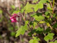 Ribes sanguineum Ödetomterna, Bunkeflo strandängar, Malmö, Skåne, Sweden 20170430_0105