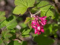 Ribes sanguineum Ödetomterna, Bunkeflo strandängar, Malmö, Skåne, Sweden 20170430_0106