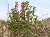 Ribes sanguineum Lindängelunds rekreationsområde, Malmö, Skåne, Sweden 20190414_0102