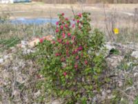 Ribes sanguineum Lindängelunds rekreationsområde, Malmö, Skåne, Sweden 20190414_0103