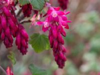 Ribes sanguineum Norra Friluftsstaden, Malmö, Skåne, Sweden 20150409_0010