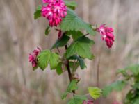 Ribes sanguineum Sege by, Burlöv, Skåne, Sweden 20170416_0120