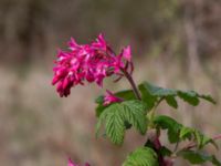 Ribes sanguineum Sege by, Burlöv, Skåne, Sweden 20170416_0121