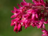 Ribes sanguineum Sege by, Burlöv, Skåne, Sweden 20170416_0124