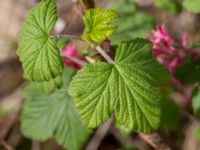 Ribes sanguineum Sege by, Burlöv, Skåne, Sweden 20170416_0125