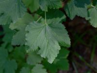 Ribes spicatum ssp. spicatum Orevägen, Maglehems Ora, Simrishamn, Skåne, Sweden 20180727_0174