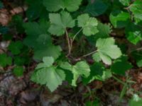 Ribes spicatum ssp. spicatum Orevägen, Maglehems Ora, Simrishamn, Skåne, Sweden 20180727_0179