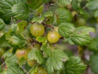 Ribes uva-crispa Burensvik, Båstad, Skåne, Sweden 20170709_0069