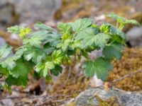 Ribes uva-crispa Hörja kyrka, Hässleholm, Skåne, Sweden 20190504_0194