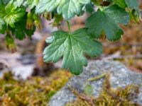 Ribes uva-crispa Hörja kyrka, Hässleholm, Skåne, Sweden 20190504_0195