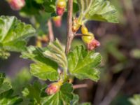 Ribes uva-crispa Lindängelunds rekreationsområde, Malmö, Skåne, Sweden 20190414_0110