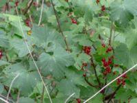 Ribes x houghtonianum Farhults kyrka, Höganäs, Skåne, Sweden 20180718_0122