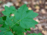 Ribes x pallidum Prästängens NR, Munka-Ljungby, Ängelholm, Skåne, Sweden 20180718_0002