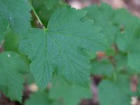 Ribes x pallidum Prästängens NR, Munka-Ljungby, Ängelholm, Skåne, Sweden 20180718_0003