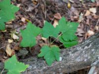 Ribes x pallidum Prästängens NR, Munka-Ljungby, Ängelholm, Skåne, Sweden 20180718_0004