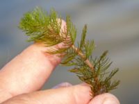 Myriophyllum spicatum Ängsnäset, Falsterbohalvön, Vellinge, Skåne, Sweden 20180802_0005