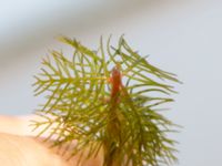 Myriophyllum spicatum Ängsnäset, Falsterbohalvön, Vellinge, Skåne, Sweden 20180802_0009