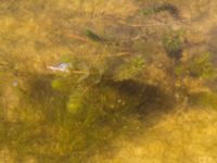 Myriophyllum spicatum Ängsnäset, Falsterbohalvön, Vellinge, Skåne, Sweden 20180802_0018