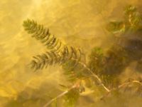 Myriophyllum spicatum Ängsnäset, Falsterbohalvön, Vellinge, Skåne, Sweden 20180802_0038