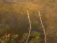 Myriophyllum spicatum Ängsnäset, Falsterbohalvön, Vellinge, Skåne, Sweden 20180802_0047