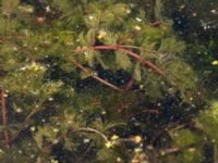 Myriophyllum spicatum Lilla dammen, Pildammsparken, Malmö, Skåne, Sweden 20240717_0092