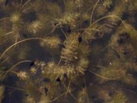 Myriophyllum spicatum Stormaren, Mörbylånga, Öland, Sweden 20170526_0116