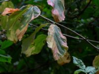 Parrotia persica Närlunda tegelbruksgrav, Helsingborg, Skåne, Sweden 20170727_0100