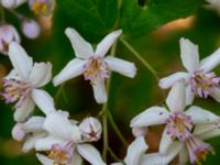 Deutzia crenata Segevång, Malmö, Skåne, Sweden 20190611_0007