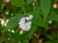 Deutzia crenata Segevång, Malmö, Skåne, Sweden 20190611_0009