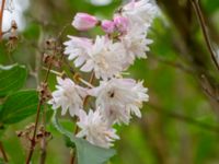 Deutzia crenata Värsjönäs, Skånes Fagerhult, Örkelljunga, Skåne, Sweden 20180711_0207