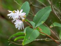 Deutzia crenata Värsjönäs, Skånes Fagerhult, Örkelljunga, Skåne, Sweden 20180711_0210