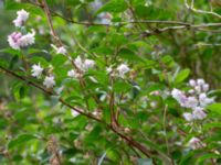 Deutzia crenata Värsjönäs, Skånes Fagerhult, Örkelljunga, Skåne, Sweden 20180711_0211