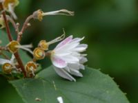 Deutzia crenata Värsjönäs, Skånes Fagerhult, Örkelljunga, Skåne, Sweden 20180711_0212