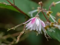 Deutzia crenata Värsjönäs, Skånes Fagerhult, Örkelljunga, Skåne, Sweden 20180711_0213