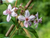 Deutzia purpurascens Värsjönäs, Skånes-Fagerhult, Örkelljunga, Skåne, Sweden 20200725_0157