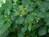 Hydrangea anomala Herrgårdsparken, Fröseke, Uppvidinge, Småland, Sweden 20190608_0511