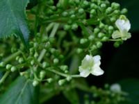 Hydrangea anomala Herrgårdsparken, Fröseke, Uppvidinge, Småland, Sweden 20190608_0512