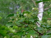 Hydrangea anomala Herrgårdsparken, Fröseke, Uppvidinge, Småland, Sweden 20190608_0514