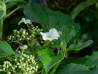 Hydrangea anomala Herrgårdsparken, Fröseke, Uppvidinge, Småland, Sweden 20190608_0515