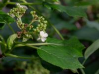 Hydrangea anomala Herrgårdsparken, Fröseke, Uppvidinge, Småland, Sweden 20190608_0516